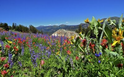 2022 Project Spotlight: Eldorado National Forest NFWF Native American Plant Guide Project (SWCA Environmental Consultants)